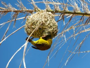 yellow-weaver-bird-2212677__340