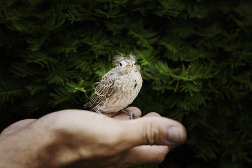 hand-173584__340 baby bird